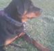 Rottweiler milla