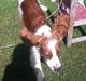 Welsh springer spaniel Thilde