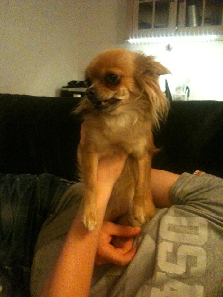 Chihuahua Zacha billede 13