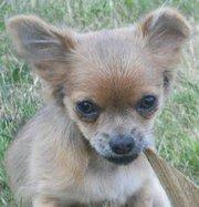 Chihuahua Zacha billede 15