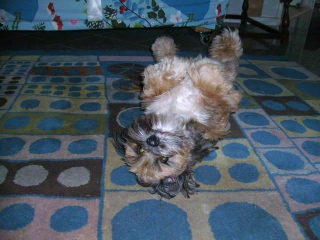 Lhasa apso Hampus billede 1