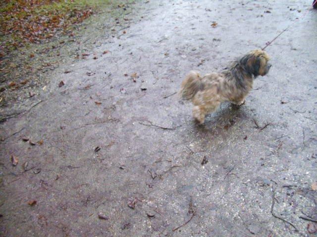 Lhasa apso Hampus billede 2