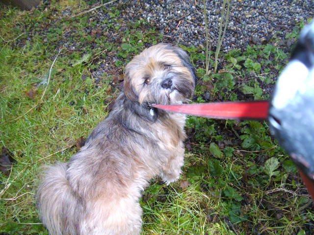 Lhasa apso Hampus billede 3