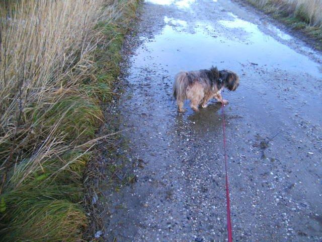 Lhasa apso Hampus billede 4