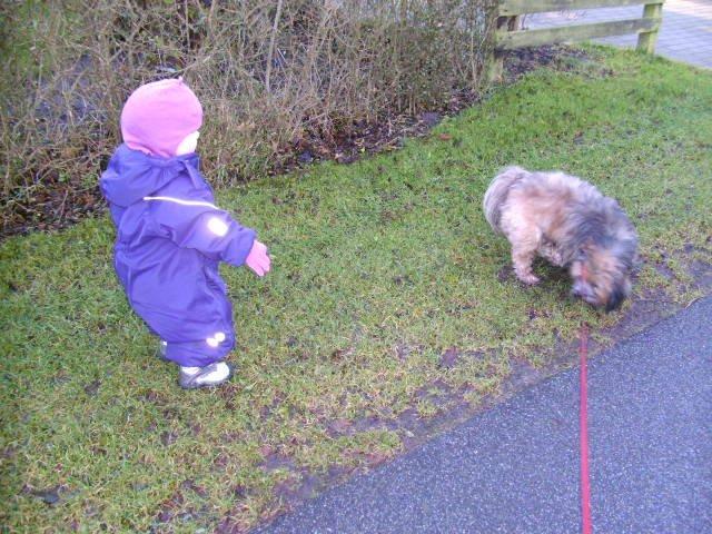 Lhasa apso Hampus billede 5
