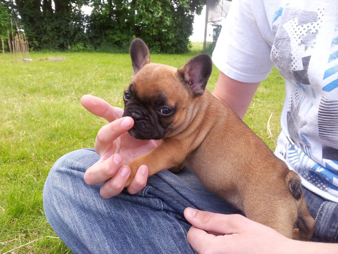 Fransk bulldog Sofus billede 3