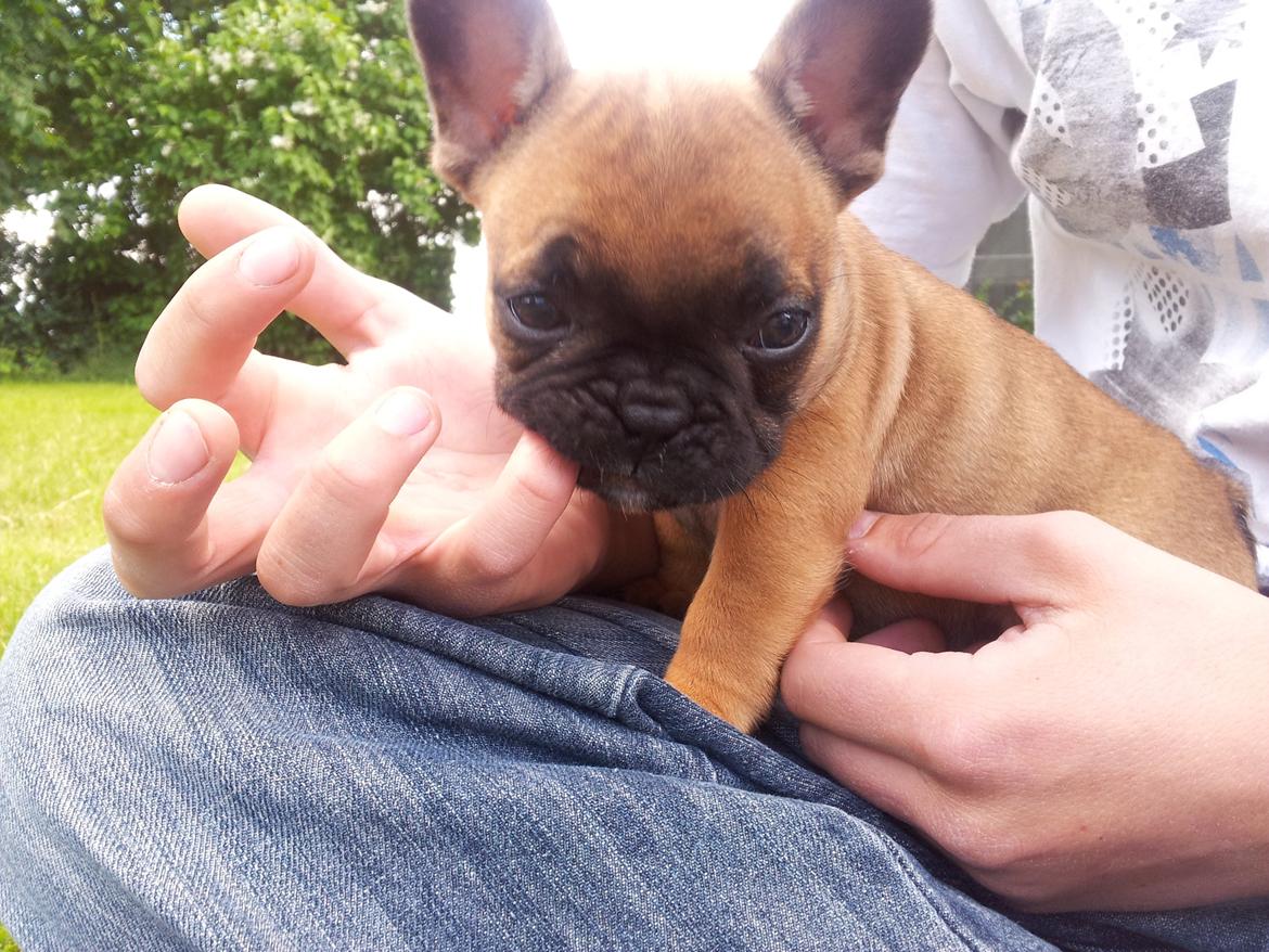 Fransk bulldog Sofus billede 4