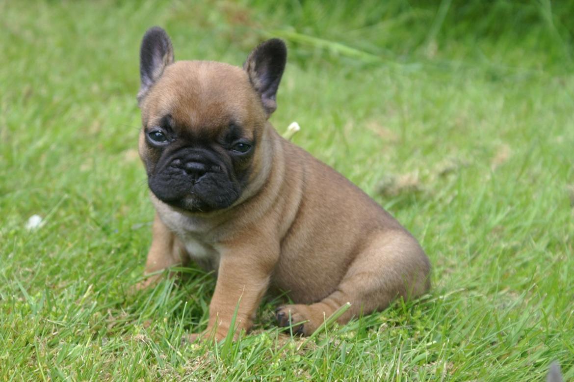 Fransk bulldog Sofus billede 14