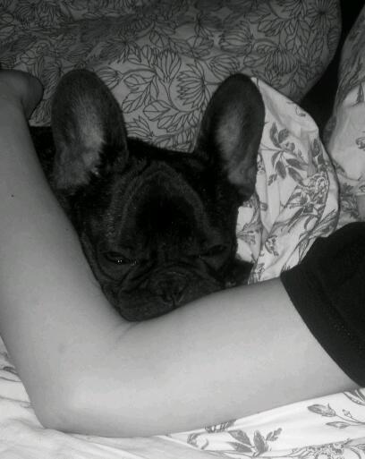 Fransk bulldog Charlie billede 11