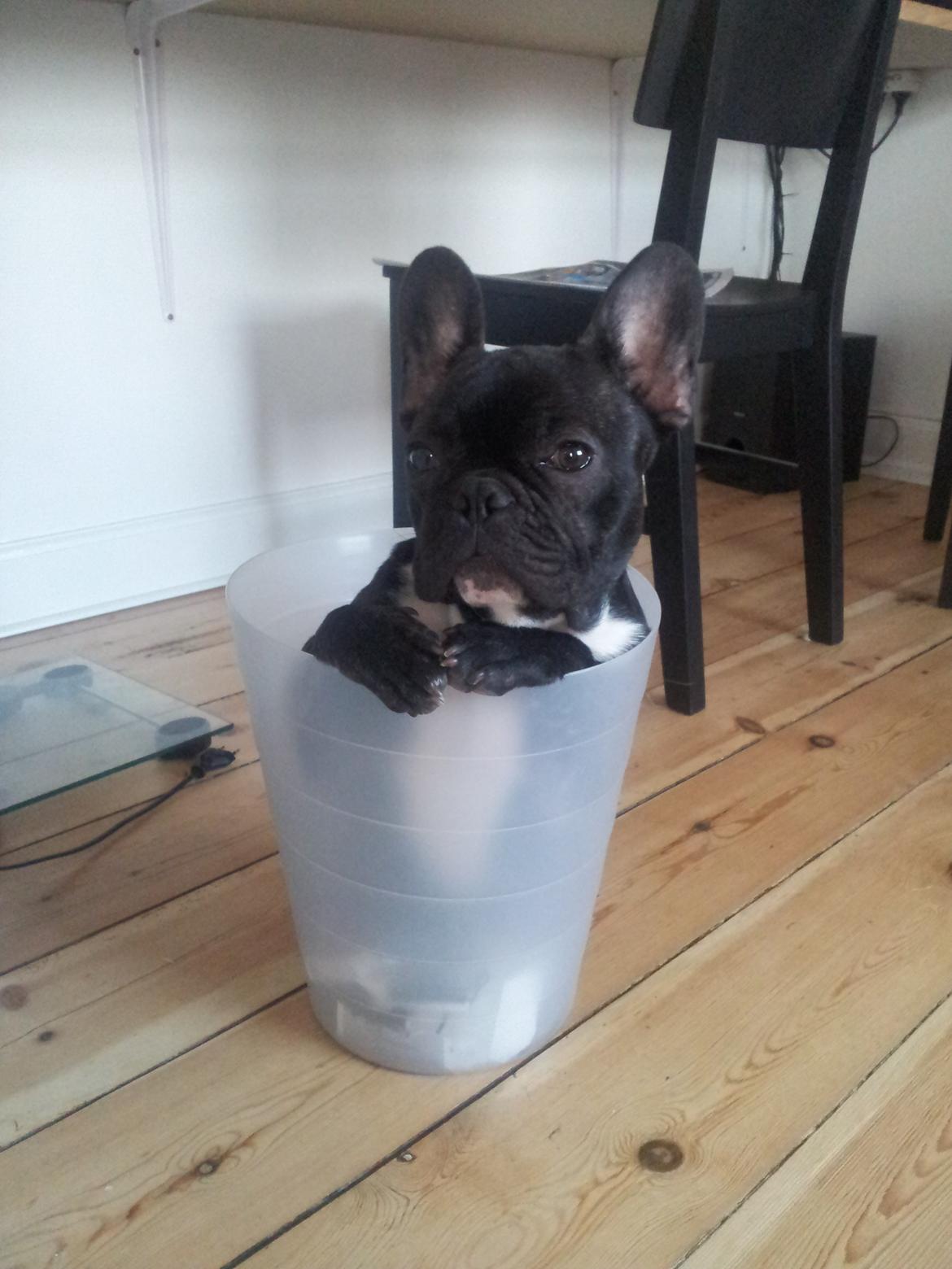 Fransk bulldog Charlie billede 6