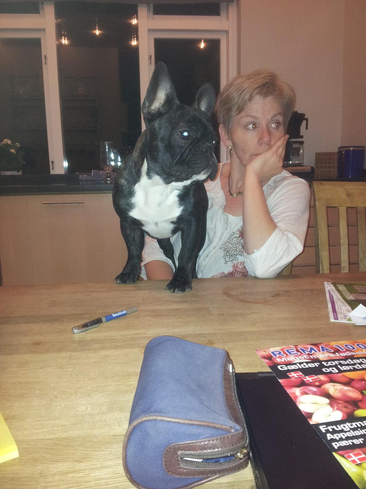 Fransk bulldog Charlie billede 14