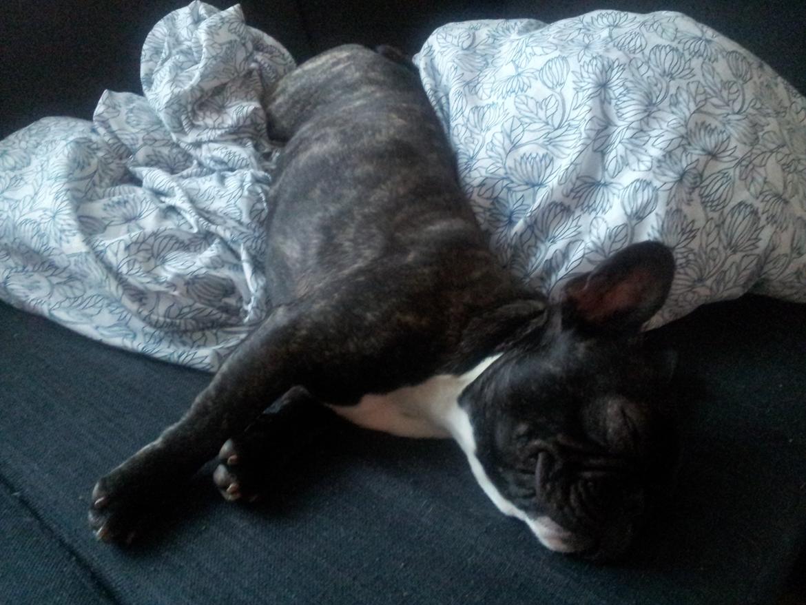 Fransk bulldog Charlie billede 4