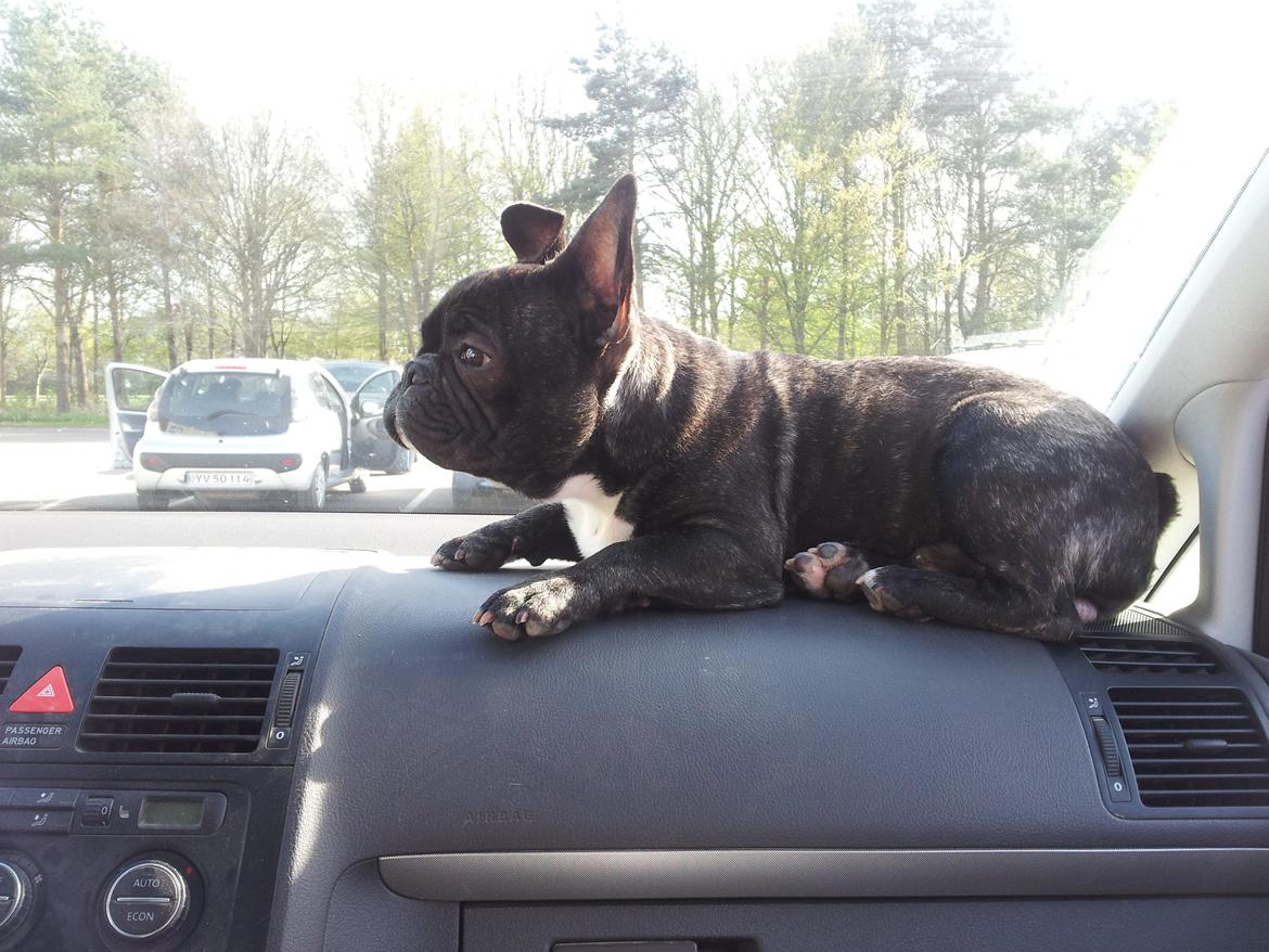 Fransk bulldog Charlie billede 2