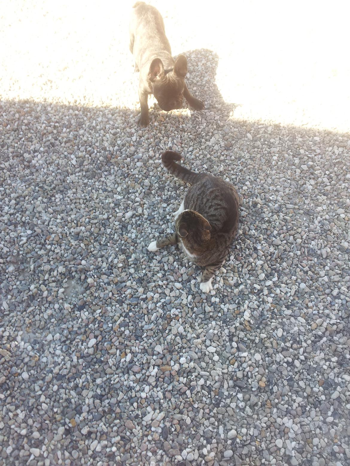 Fransk bulldog Charlie billede 7