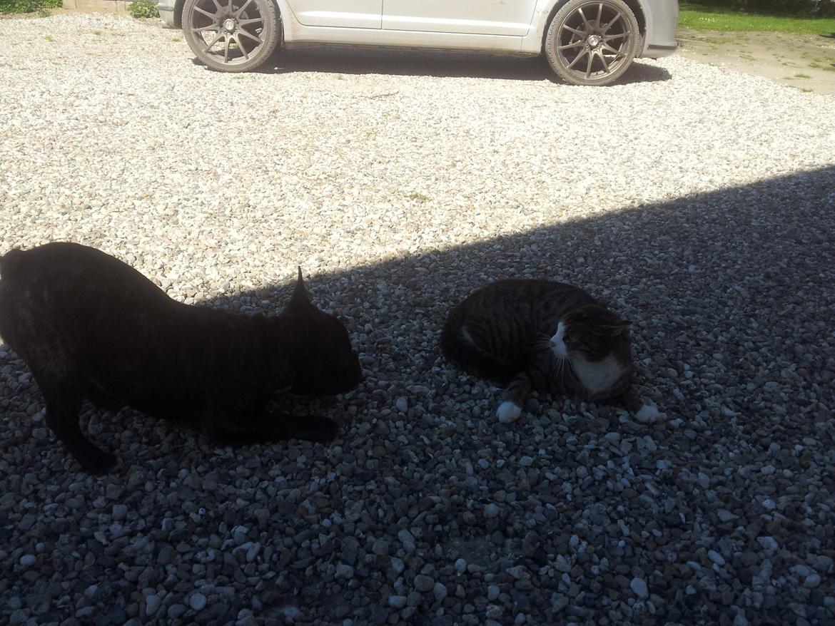 Fransk bulldog Charlie billede 8