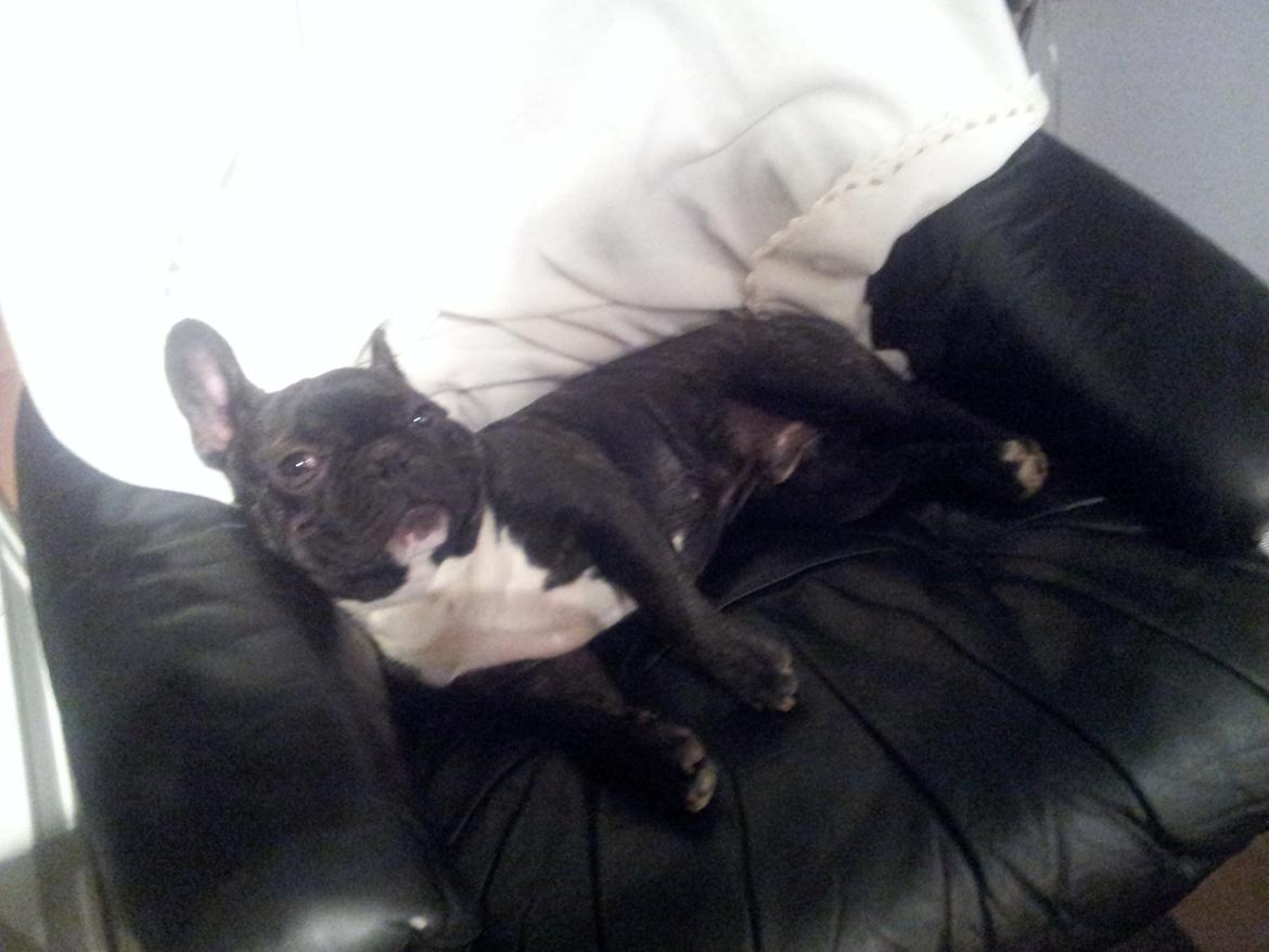 Fransk bulldog Charlie billede 15
