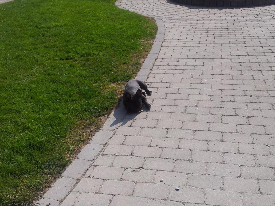 Fransk bulldog Charlie billede 5