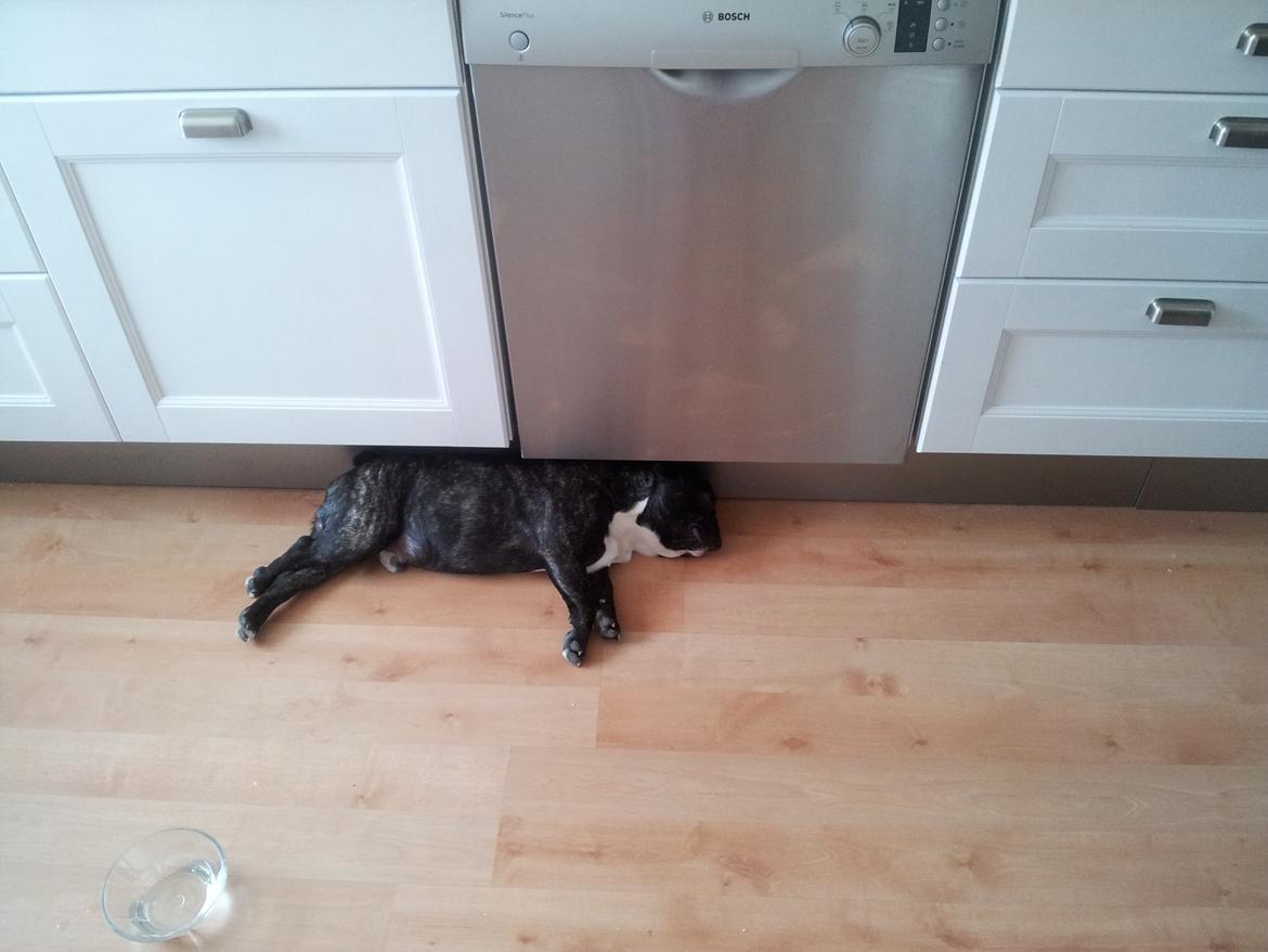 Fransk bulldog Charlie billede 9