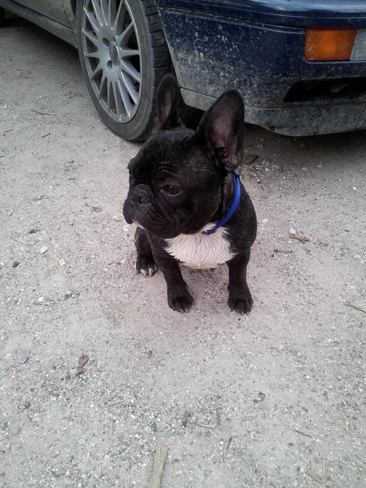 Fransk bulldog Charlie billede 1