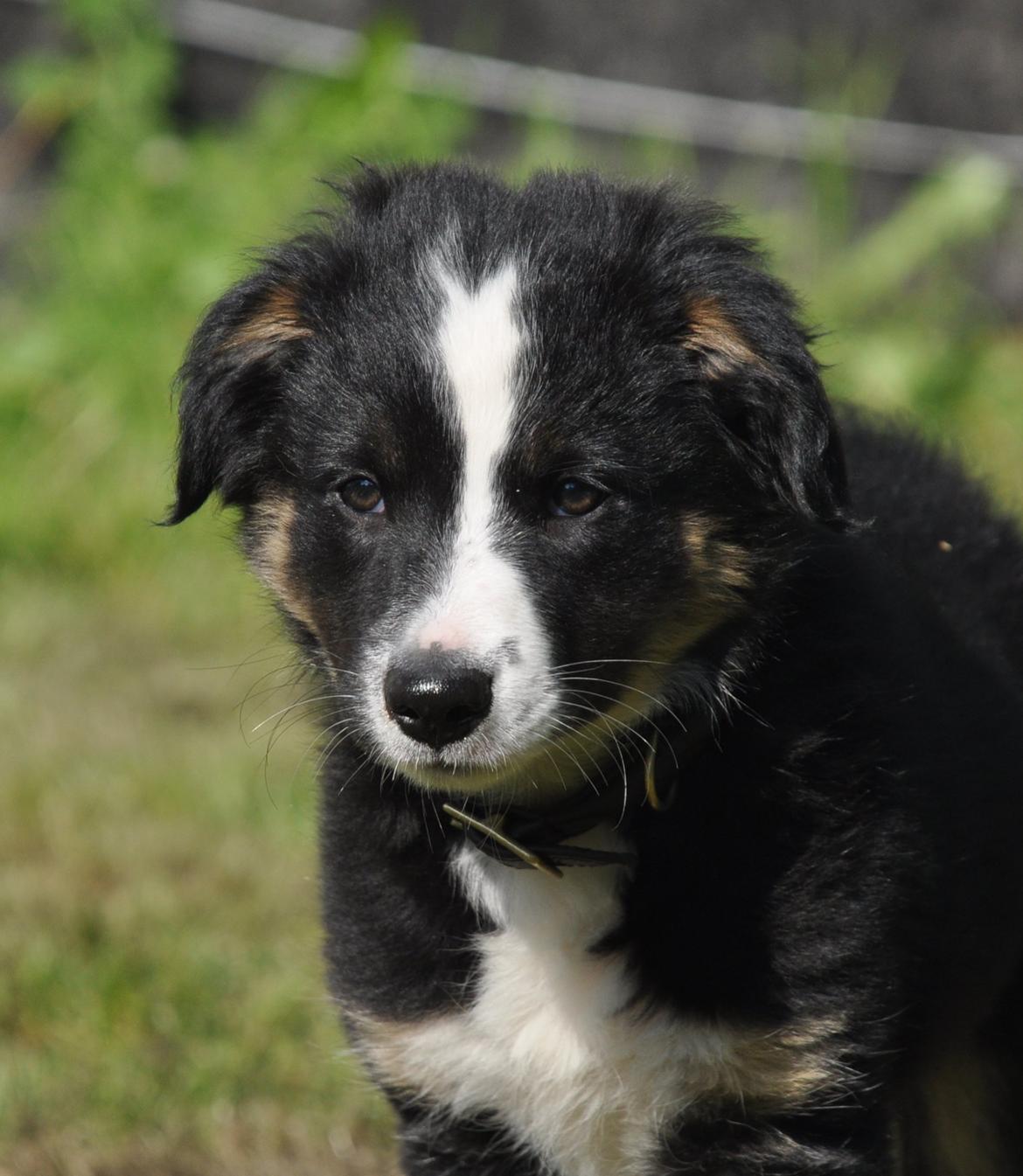 Border collie Krauholt Talented Yoda billede 6