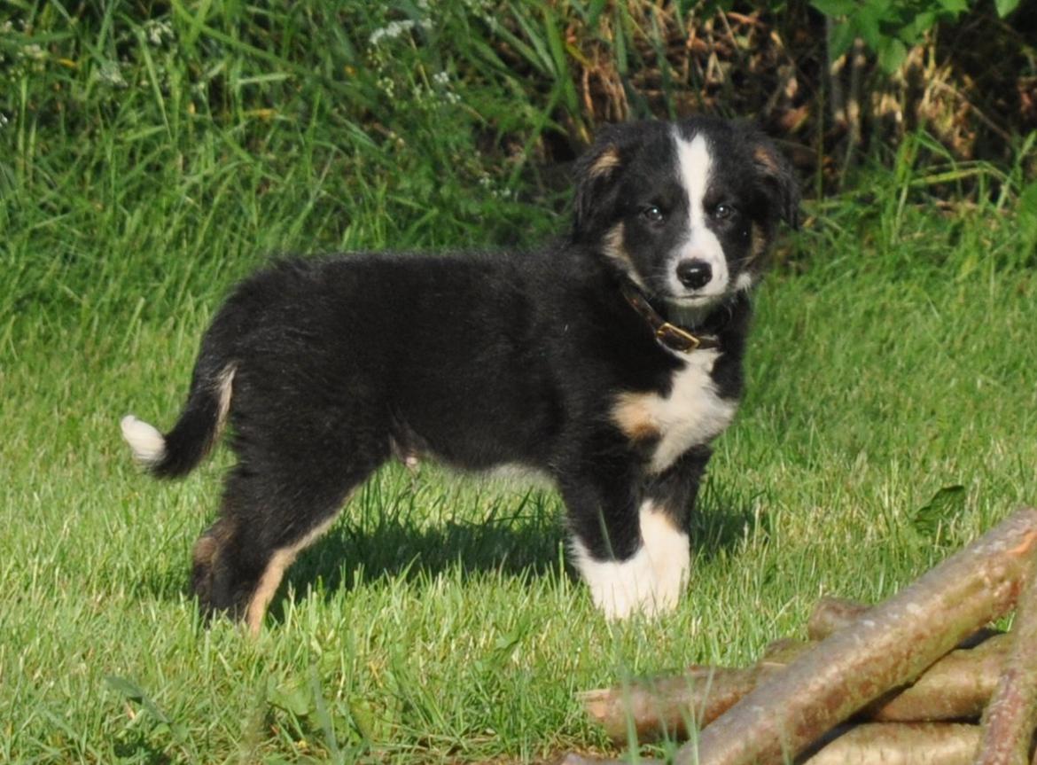 Border collie Krauholt Talented Yoda billede 7