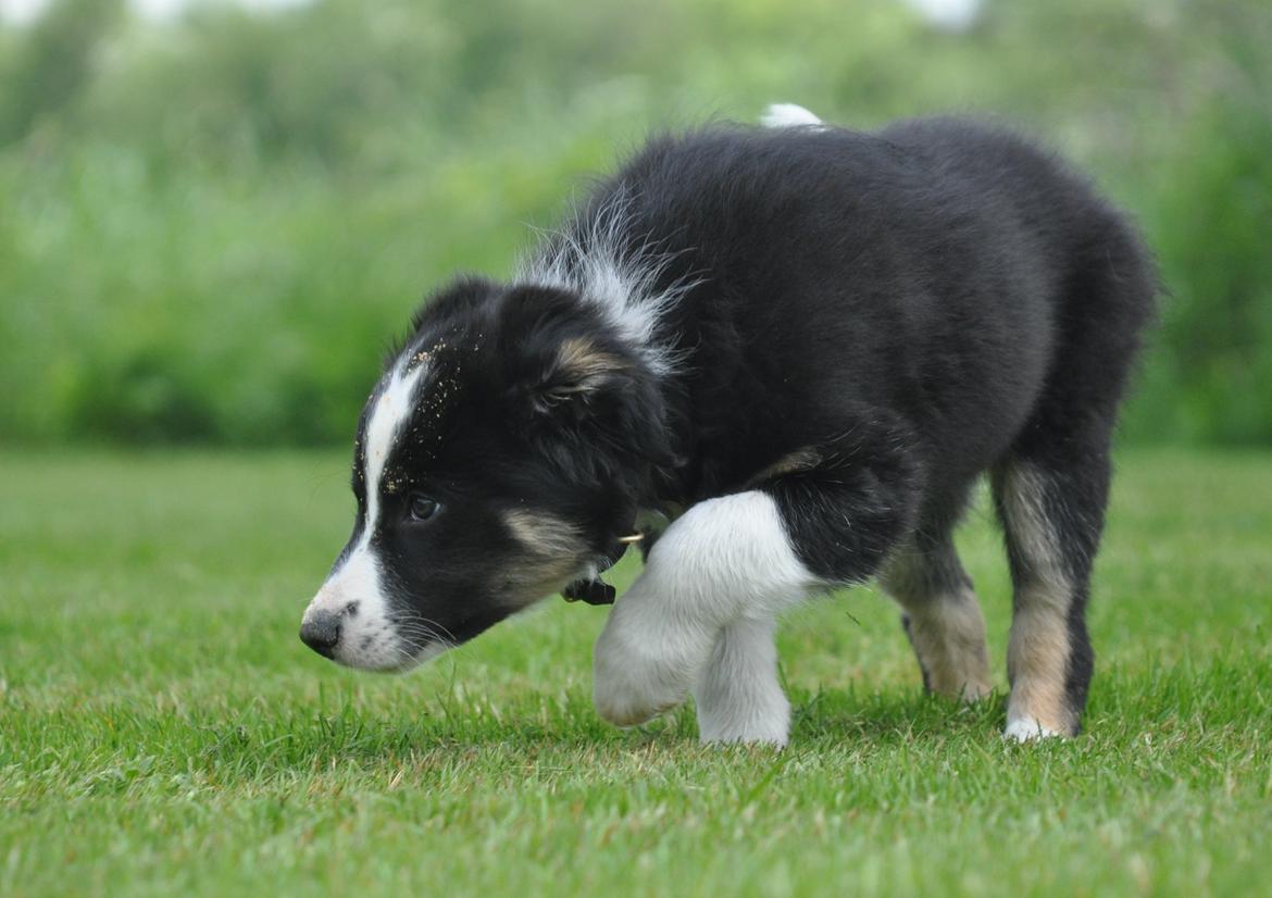Border collie Krauholt Talented Yoda billede 8