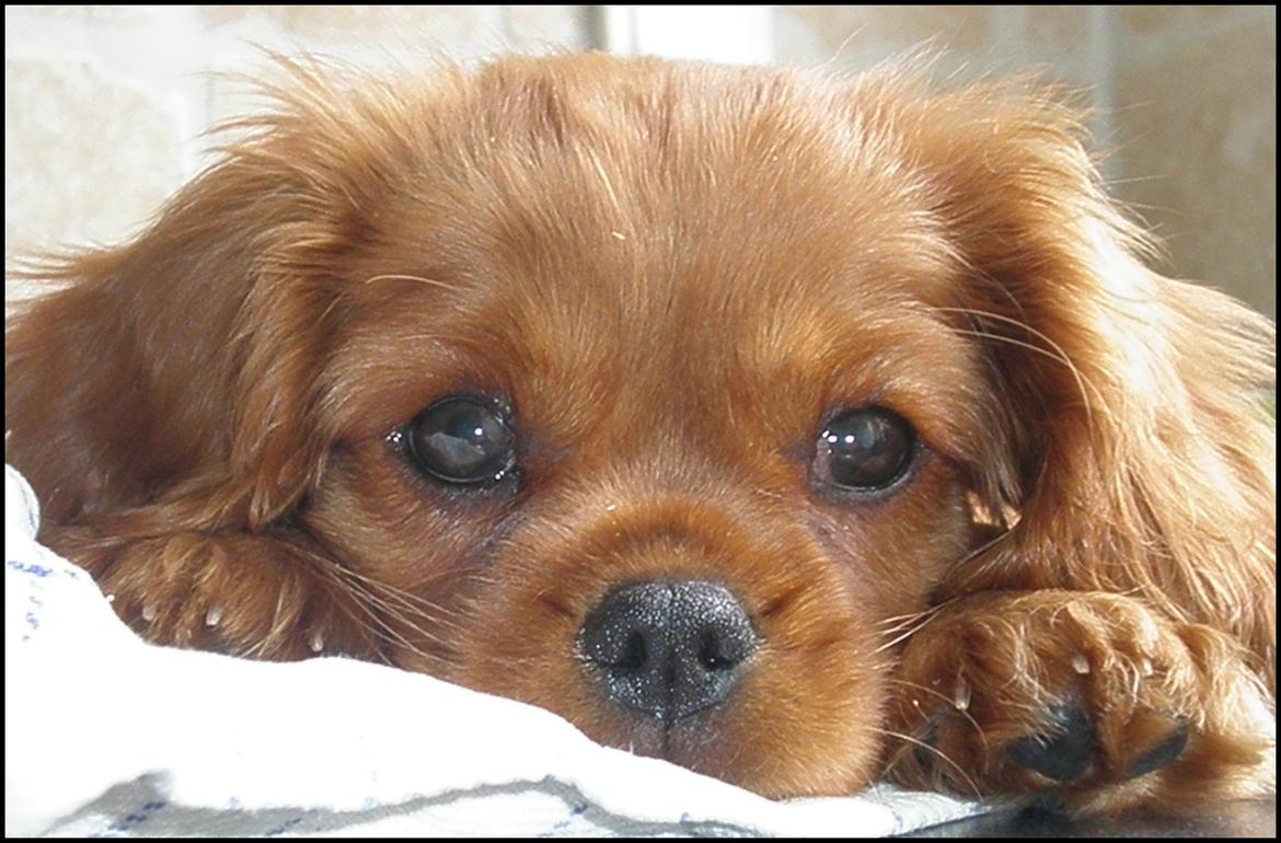 Cavalier king charles spaniel Loevhoejs Daiquiri - Daiqqi - 10 uger billede 12