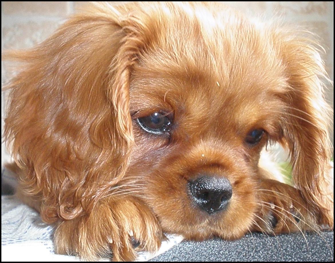 Cavalier king charles spaniel Loevhoejs Daiquiri - Daiqqi - 10 uger billede 13