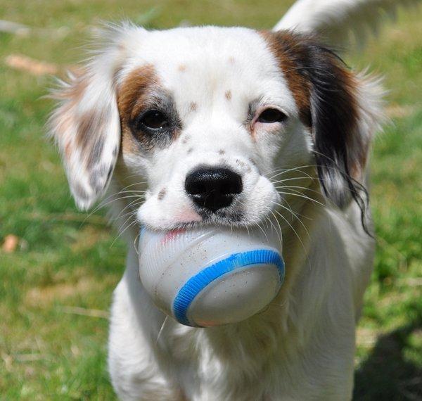 Blanding af racer Kaia billede 6