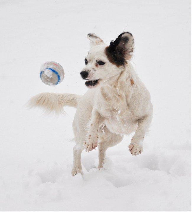 Blanding af racer Kaia billede 10