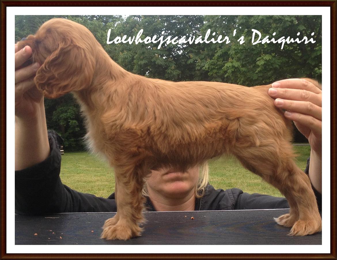 Cavalier king charles spaniel Loevhoejs Daiquiri - Daiqqi - 9 uger billede 14