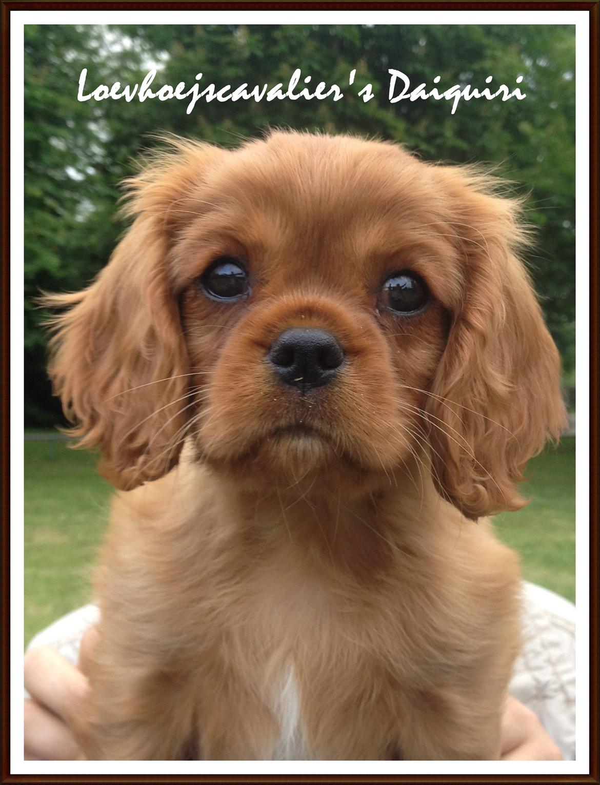 Cavalier king charles spaniel Loevhoejs Daiquiri - Daiqqi - 9 uger billede 15