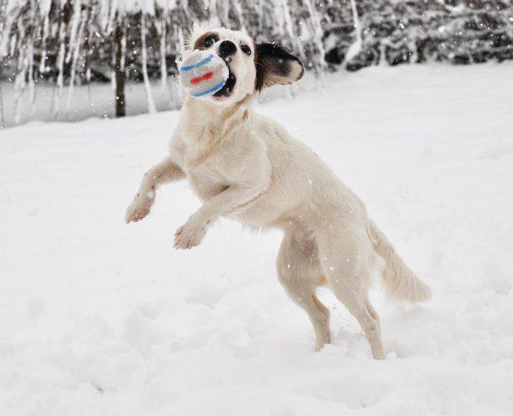 Blanding af racer Kaia billede 13