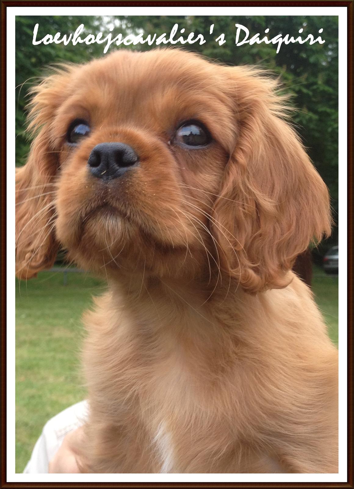 Cavalier king charles spaniel Loevhoejs Daiquiri - Daiqqi - 9 uger billede 16