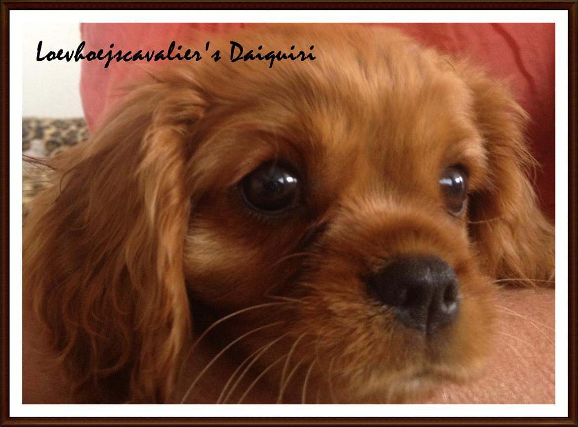 Cavalier king charles spaniel Loevhoejs Daiquiri - Daiqqi - 10 uger billede 17