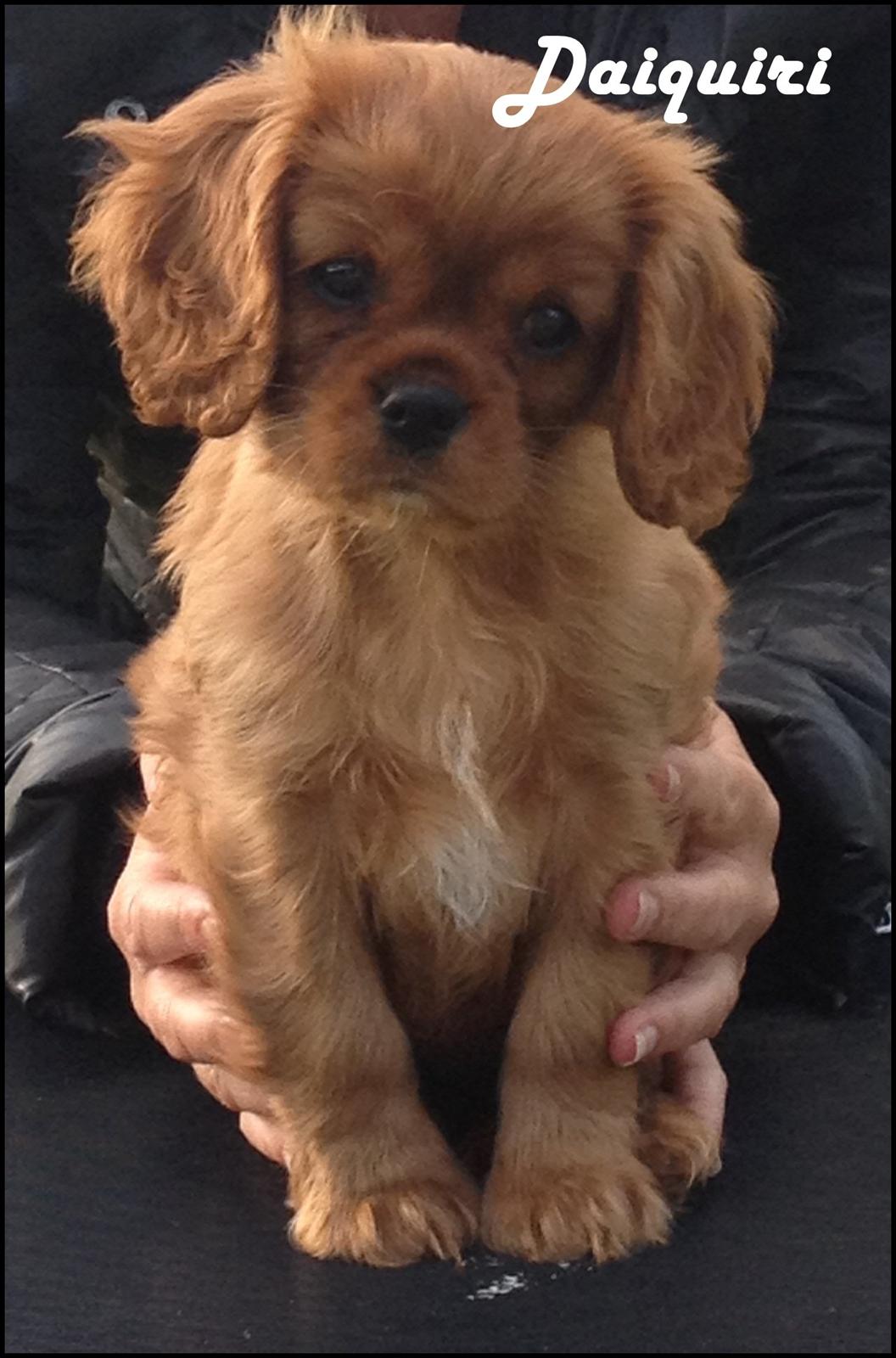 Cavalier king charles spaniel Loevhoejs Daiquiri - Daiqqi - 8 uger billede 3