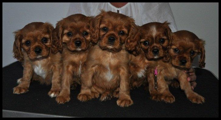 Cavalier king charles spaniel Loevhoejs Daiquiri - Daiqqi - Hele kuldet 8 uger. Daiq i midten. billede 18