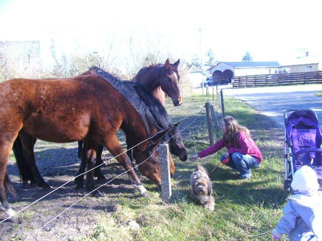 Lhasa apso Hampus billede 6