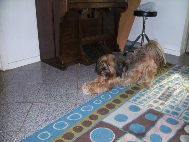 Lhasa apso Hampus billede 7