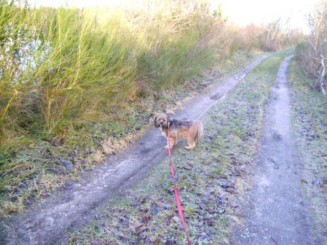 Lhasa apso Hampus billede 8