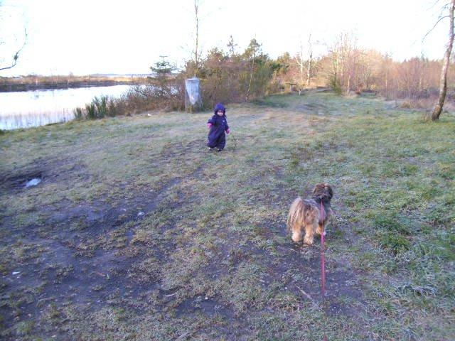 Lhasa apso Hampus billede 9