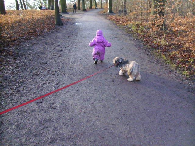 Lhasa apso Hampus billede 10