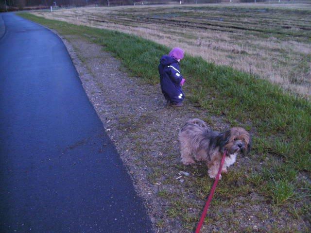 Lhasa apso Hampus billede 11