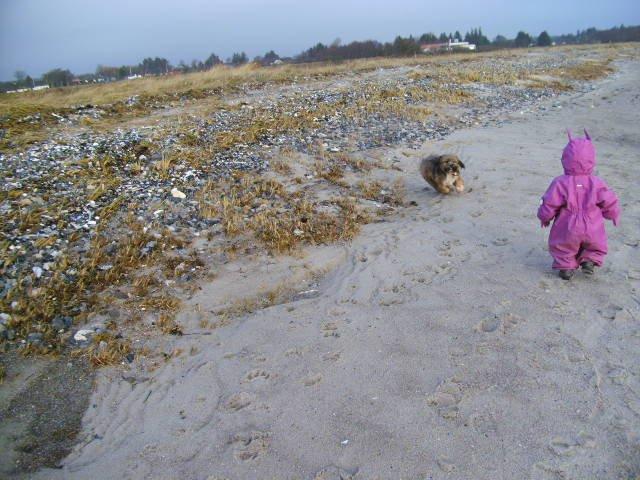 Lhasa apso Hampus billede 12