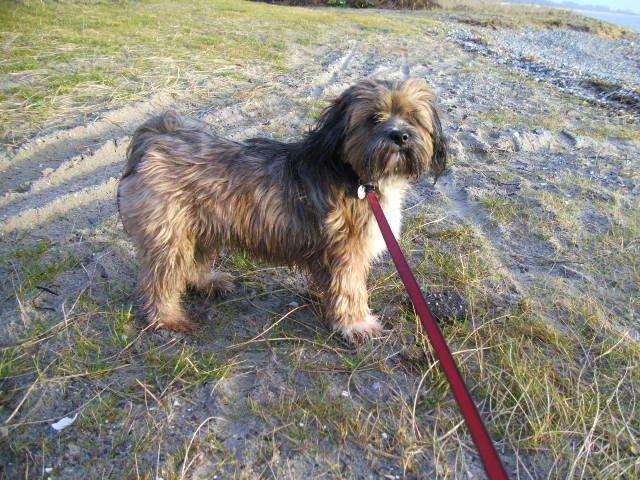 Lhasa apso Hampus billede 13