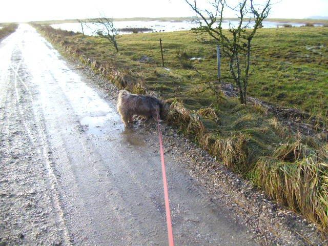 Lhasa apso Hampus billede 14