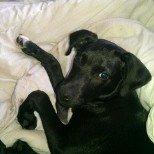 Blanding af racer Migo billede 9