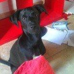 Blanding af racer Migo billede 10