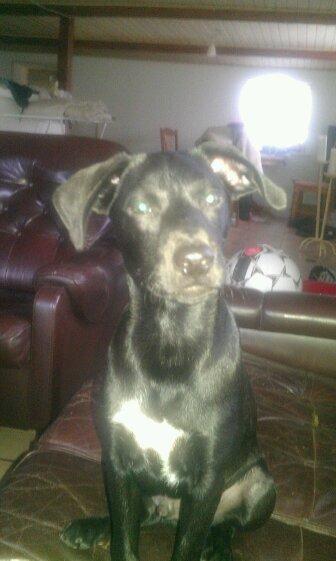 Blanding af racer Migo billede 11