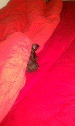 Blanding af racer Migo billede 12